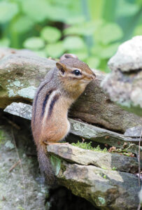 Cheeky Chippies Fun Facts About This Adorable Mammal WALTER Magazine