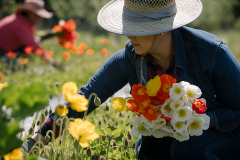 Ado Ogaz harvests Icelandic Poppies at Sassafras Fork Farm Friday, May 8, 2020 in Rougemont, N.C.