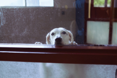 0720_WalterMagazine_PetAdoption_051520-01515_JS