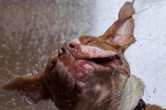 0720_WalterMagazine_PetAdoption_051620-02567_JS