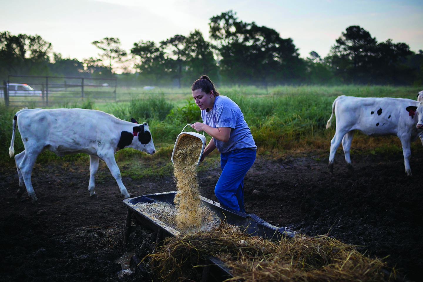 NC_State_Dairy_Farm_for_Walter_Magazine_20190501_photo_by_Justin_Kase_Conder_0225