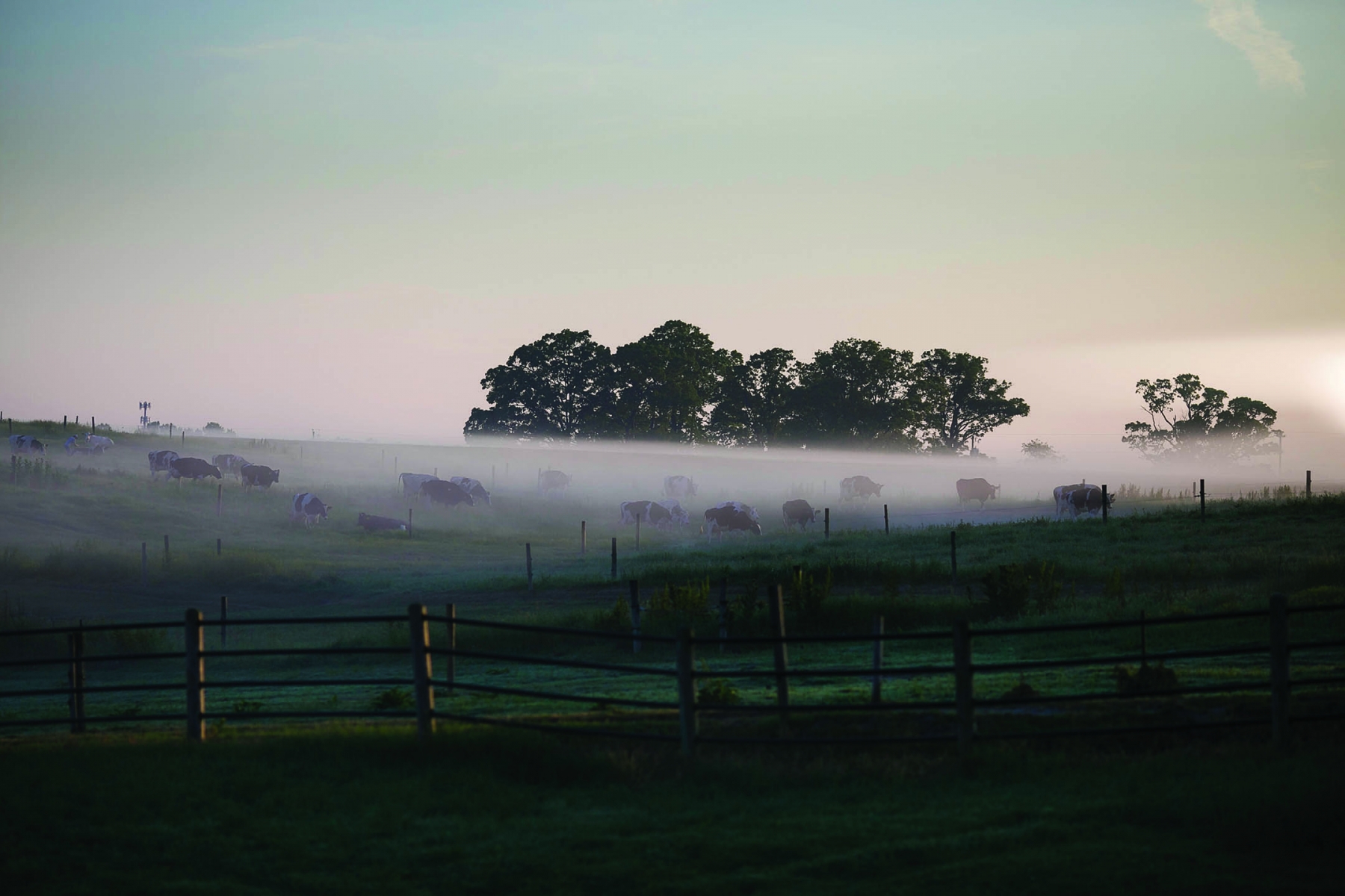NC_State_Dairy_Farm_for_Walter_Magazine_20190501_photo_by_Justin_Kase_Conder_0426