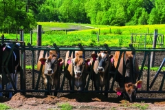 NC_State_Dairy_Farm_for_Walter_Magazine_20190423_photo_by_Justin_Kase_Conder_0549
