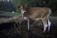 NC_State_Dairy_Farm_for_Walter_Magazine_20190501_photo_by_Justin_Kase_Conder_0260