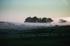 NC_State_Dairy_Farm_for_Walter_Magazine_20190501_photo_by_Justin_Kase_Conder_0426