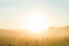 NC_State_Dairy_Farm_for_Walter_Magazine_20190501_photo_by_Justin_Kase_Conder_0542