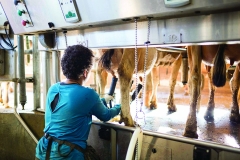 NC_State_Dairy_Farm_for_Walter_Magazine_20190501_photo_by_Justin_Kase_Conder_1004