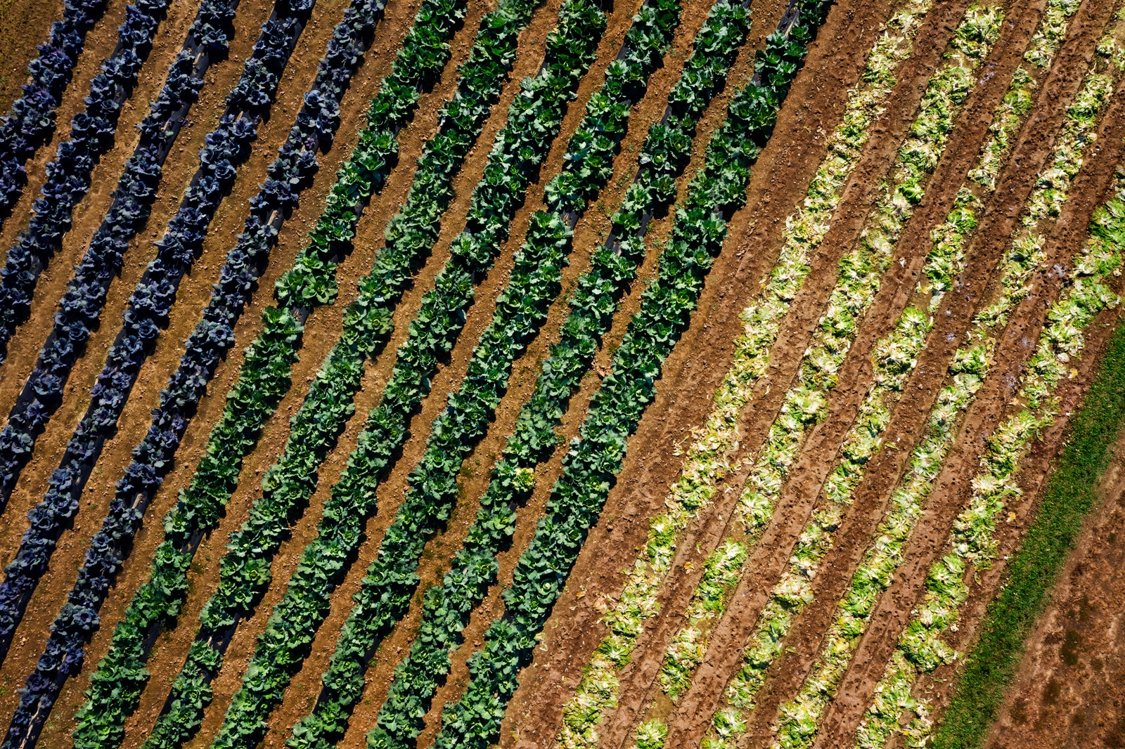 Inter-Faith_Food_Shuttle_Farm_Drone_for_Walter_Magzine_20191106_photo_by_Justin_Kase_Conder_004120191106_Retouched_V02