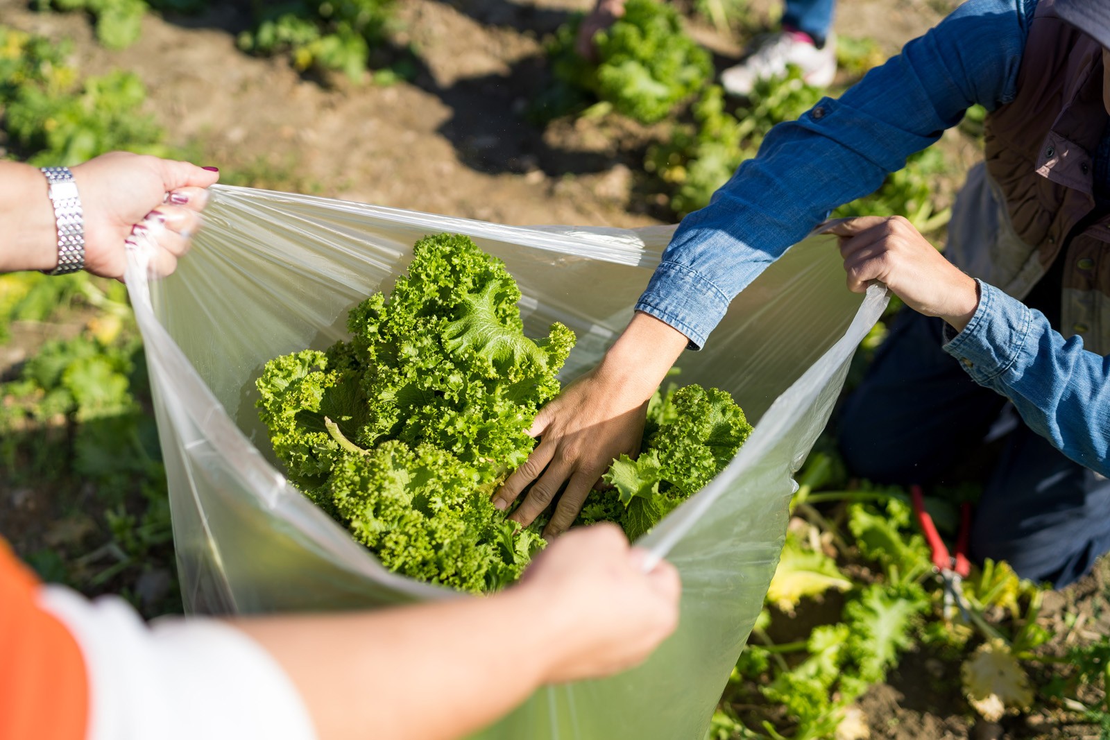 Inter-Faith_Food_Shuttle_Farm_for_Walter_Magzine_20191106_photo_by_Justin_Kase_Conder_0564