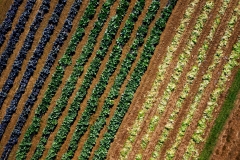 Inter-Faith_Food_Shuttle_Farm_Drone_for_Walter_Magzine_20191106_photo_by_Justin_Kase_Conder_004120191106_Retouched_V02