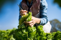 Inter-Faith_Food_Shuttle_Farm_for_Walter_Magzine_20191106_photo_by_Justin_Kase_Conder_055720191106_Retouched_V02