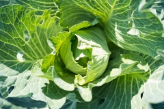 Inter-Faith_Food_Shuttle_Farm_for_Walter_Magzine_20191106_photo_by_Justin_Kase_Conder_0573