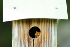 From Homebound | photo by S.P. Murray
