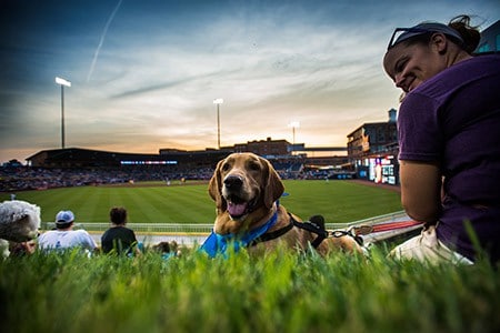 Bark in the Park - The Observer