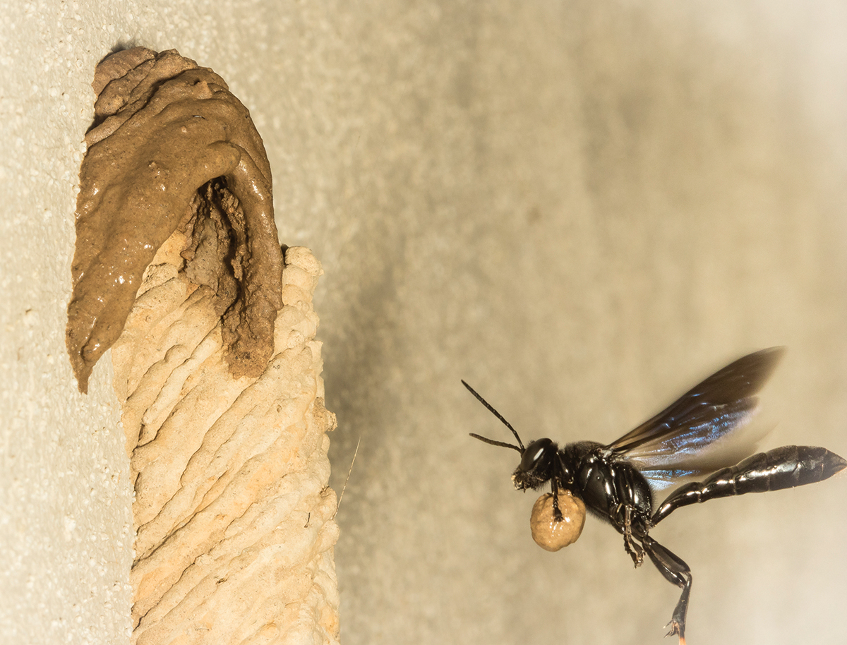 Everything You Need to Know About Mud Daubers
