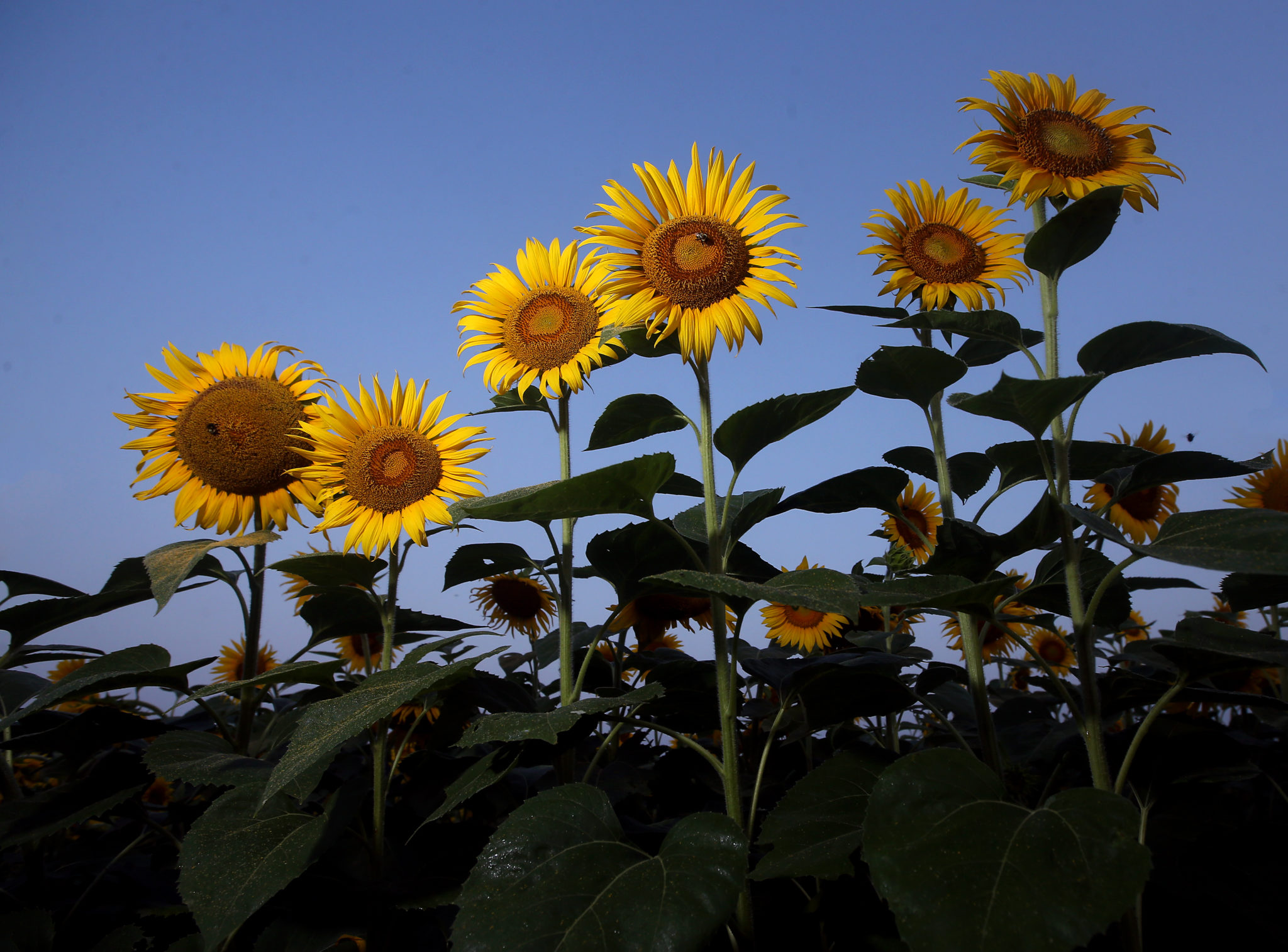 Late Bloomers: A Shift in Perspective on a Drizzly Evening