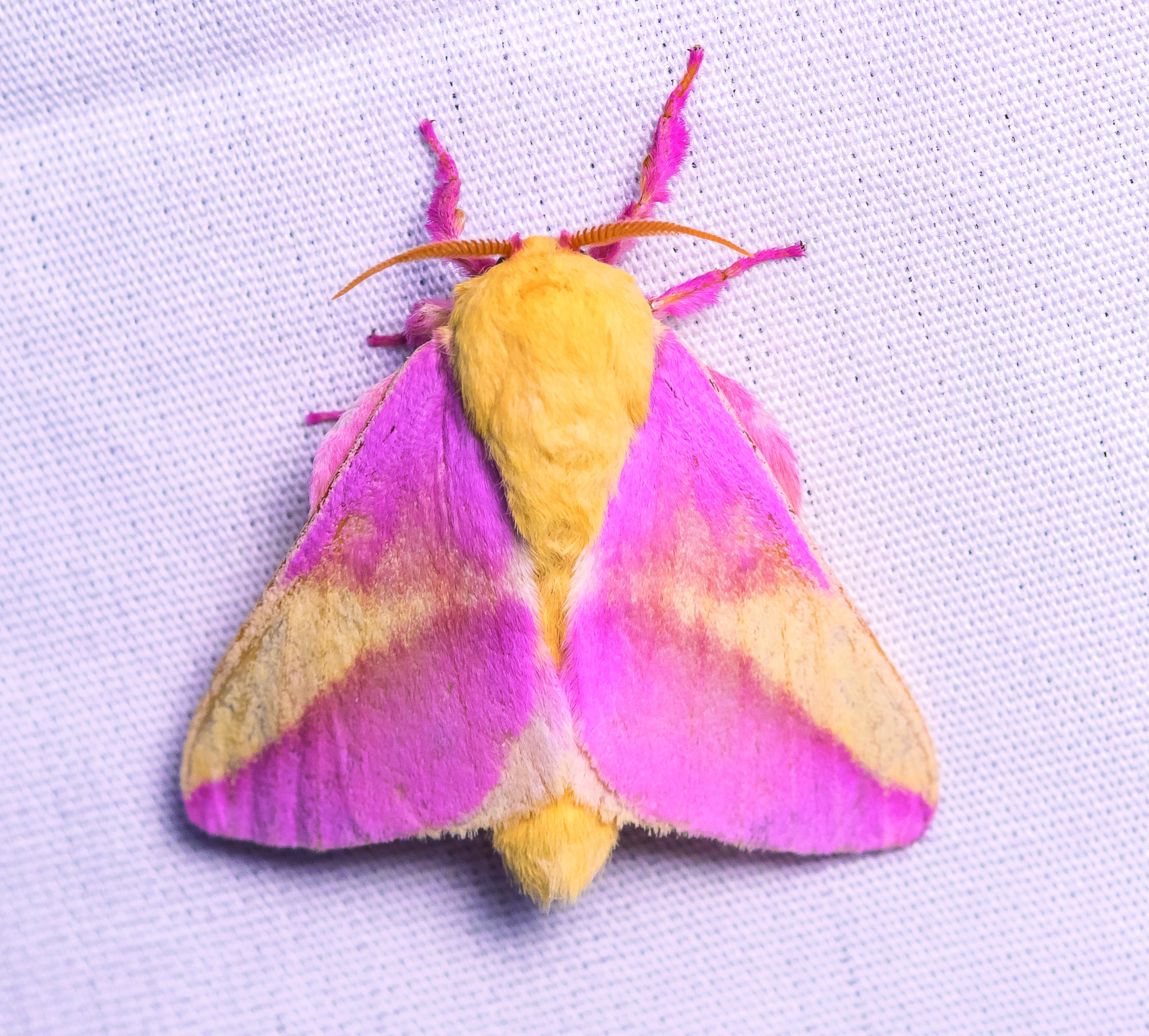 https://waltermagazine.com/wp-content/uploads/2022/06/Rosy-Maple-Moth-on-moth-sheet-scaled.jpg