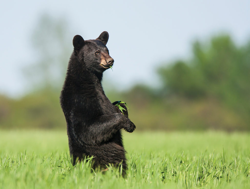 Bear Country: Sightings in our Coastal Plain Wildlife Refuges - WALTER ...