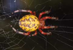 The Pumpkin Spider: the Marbled Orb Weaver - WALTER Magazine