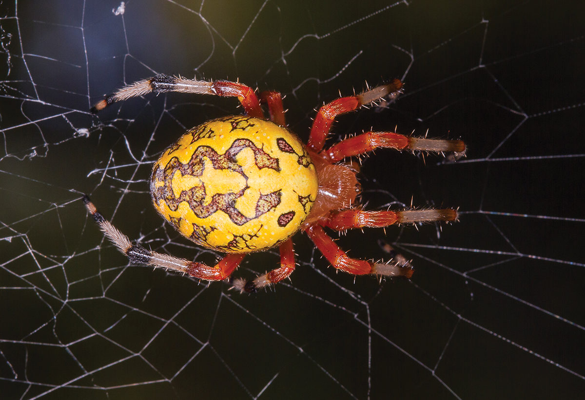 It's spooky spider season in the Midwest: Meet the orb weaver