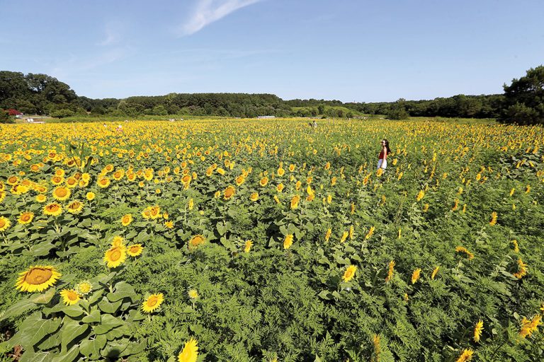 Birds & Blooms Exploring the Dix Park Sunflowers WALTER Magazine
