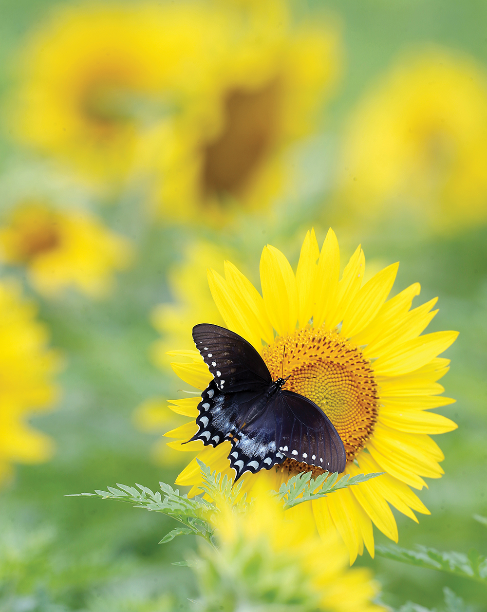 Birds & Blooms Exploring the Dix Park Sunflowers WALTER Magazine