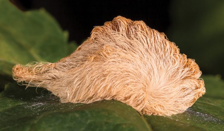 Look, But Don’t Touch: Stinging Caterpillars of North Carolina - WALTER ...