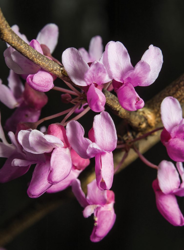 Pretty in Pink: An Appreciation for the Eastern Redbud - WALTER Magazine