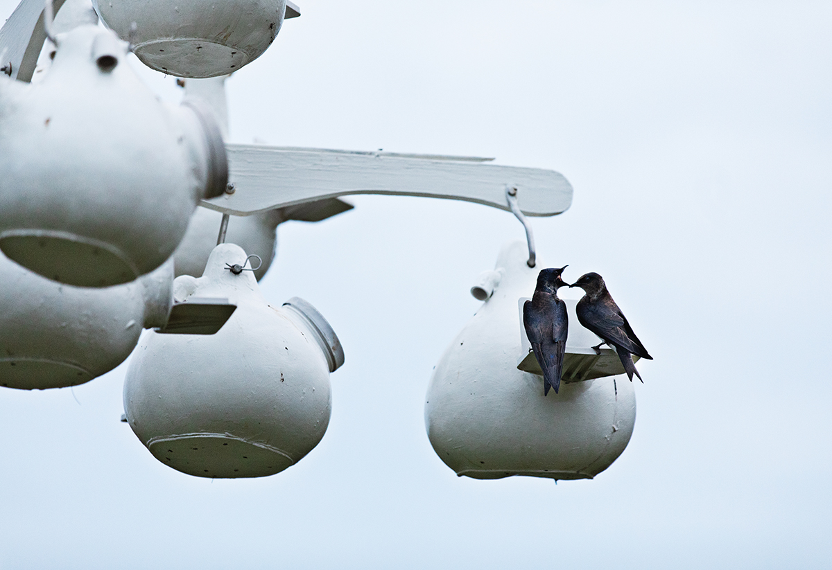 For the Birds: A Purple Martin Sanctuary - WALTER Magazine